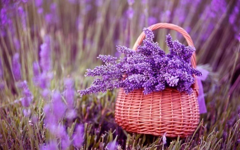Tim hieu y nghia hoa lavender khi tim mua tai Ha Noi